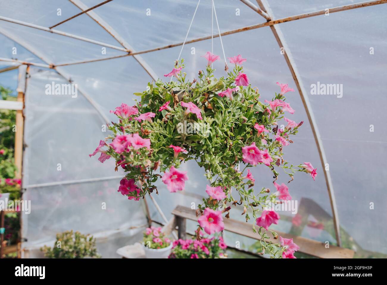 Im Gewächshaus blüht die rosa Petunie Stockfoto