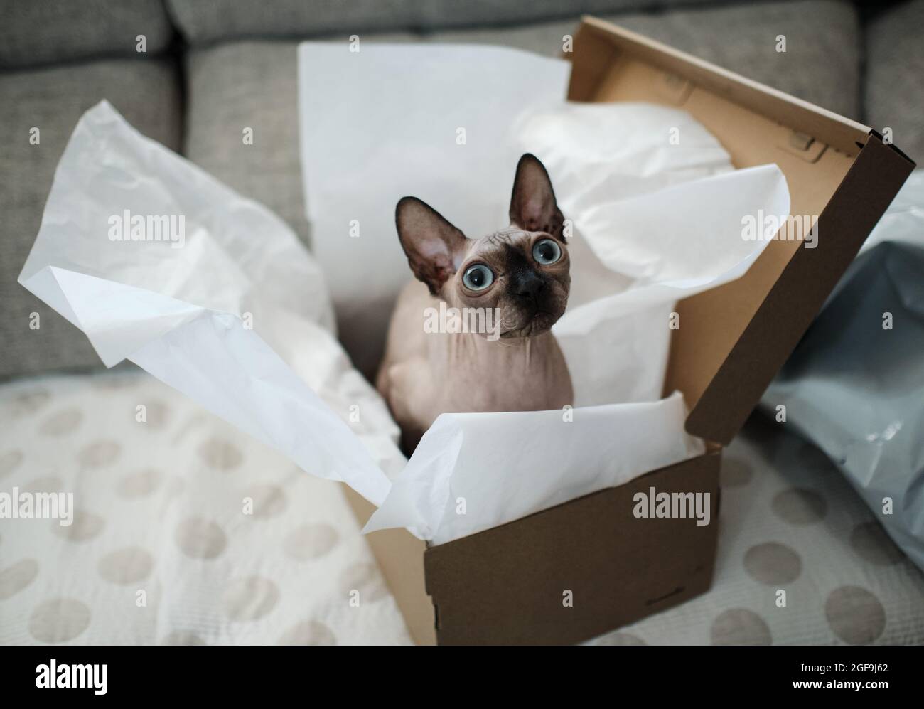Sphynx Katze in einem Schuhkarton Stockfoto