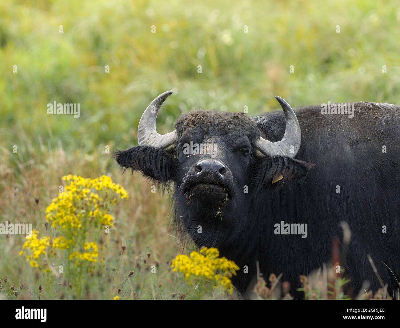 Wasserbüffel, Teifi Marshes, Cardigan, Wales Stockfoto
