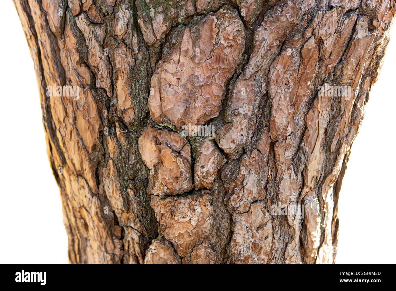 Nahaufnahme eines gesichtsähnlichen Rindenmusters auf einem Baumstamm, isoliert auf weißem Hintergrund Stockfoto