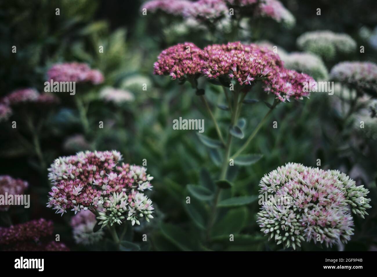 Wunderschöne dekorative rosa und weiße Gartenblumen aus der Nähe. Sommerblumen, Stempel und Staubgefäß. Blüte und Aroma von heimischen Pflanzen im Frühjahr. Stockfoto