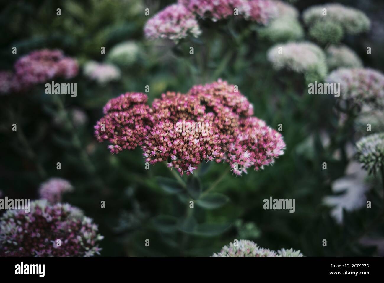 Wunderschöne dekorative rosa und weiße Gartenblumen aus der Nähe. Sommerblumen, Stempel und Staubgefäß. Blüte und Aroma von heimischen Pflanzen im Frühjahr. Stockfoto