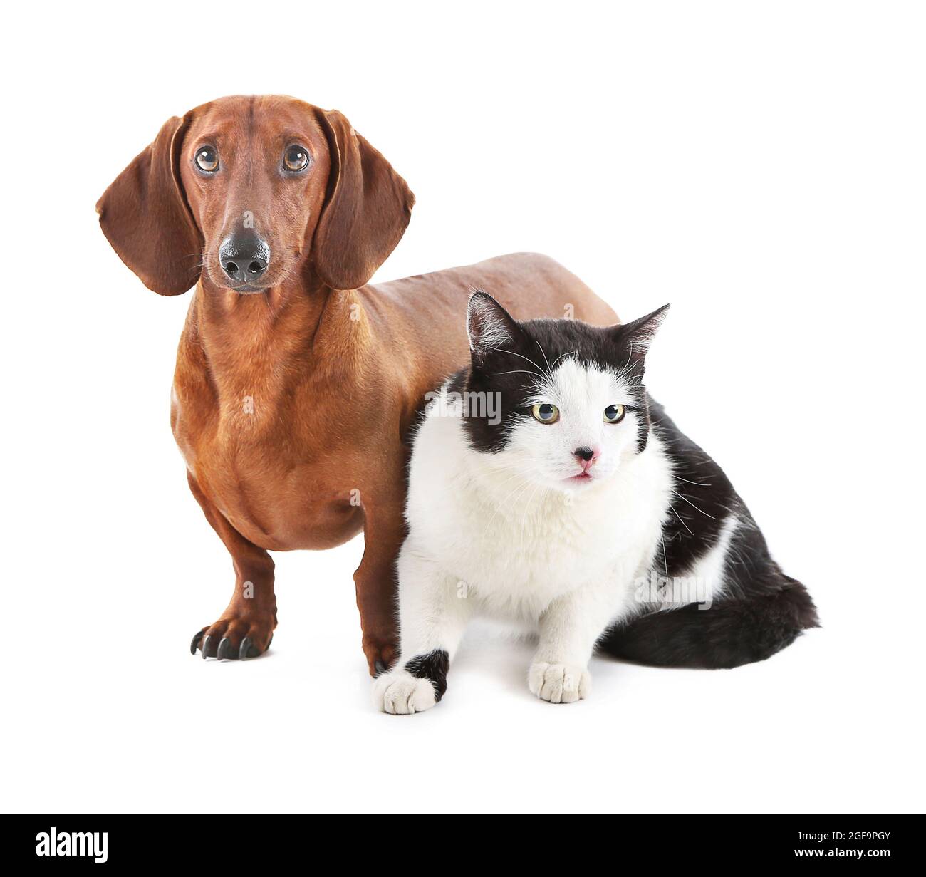 Dackel und Katze auf weißen isoliert Stockfotografie - Alamy