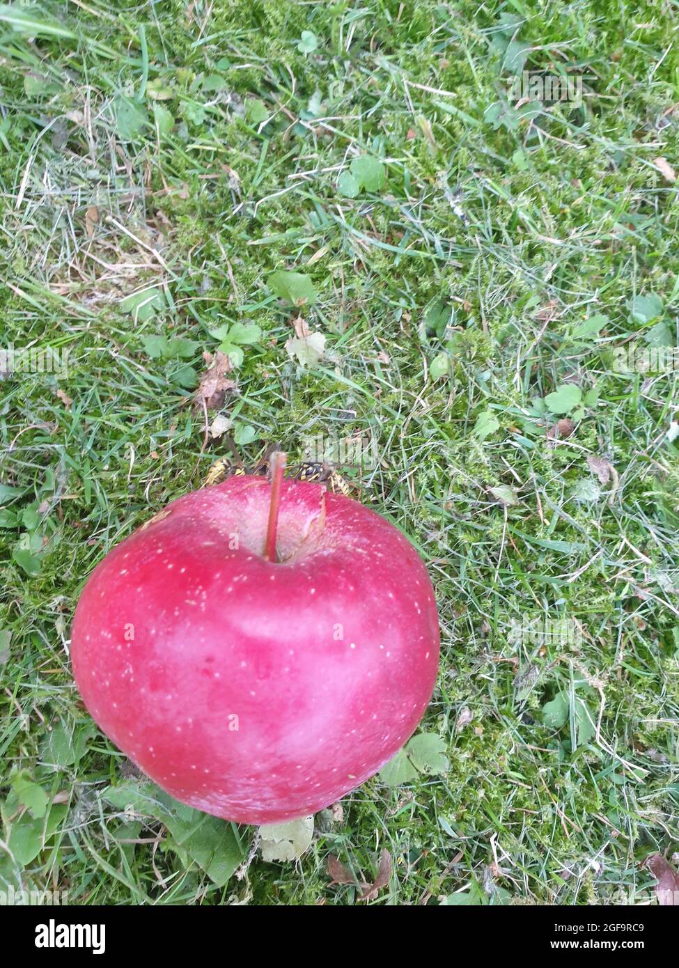 Ein roter Apfel auf dem Rasen Stockfoto