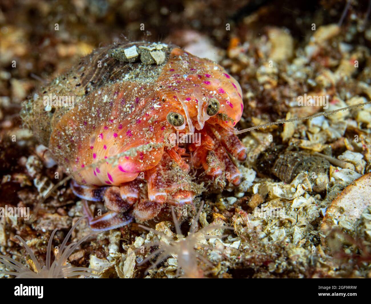 Nahaufnahme einer Einsiedlerkrebe, die auf einem sandigen Meeresboden ruht Stockfoto