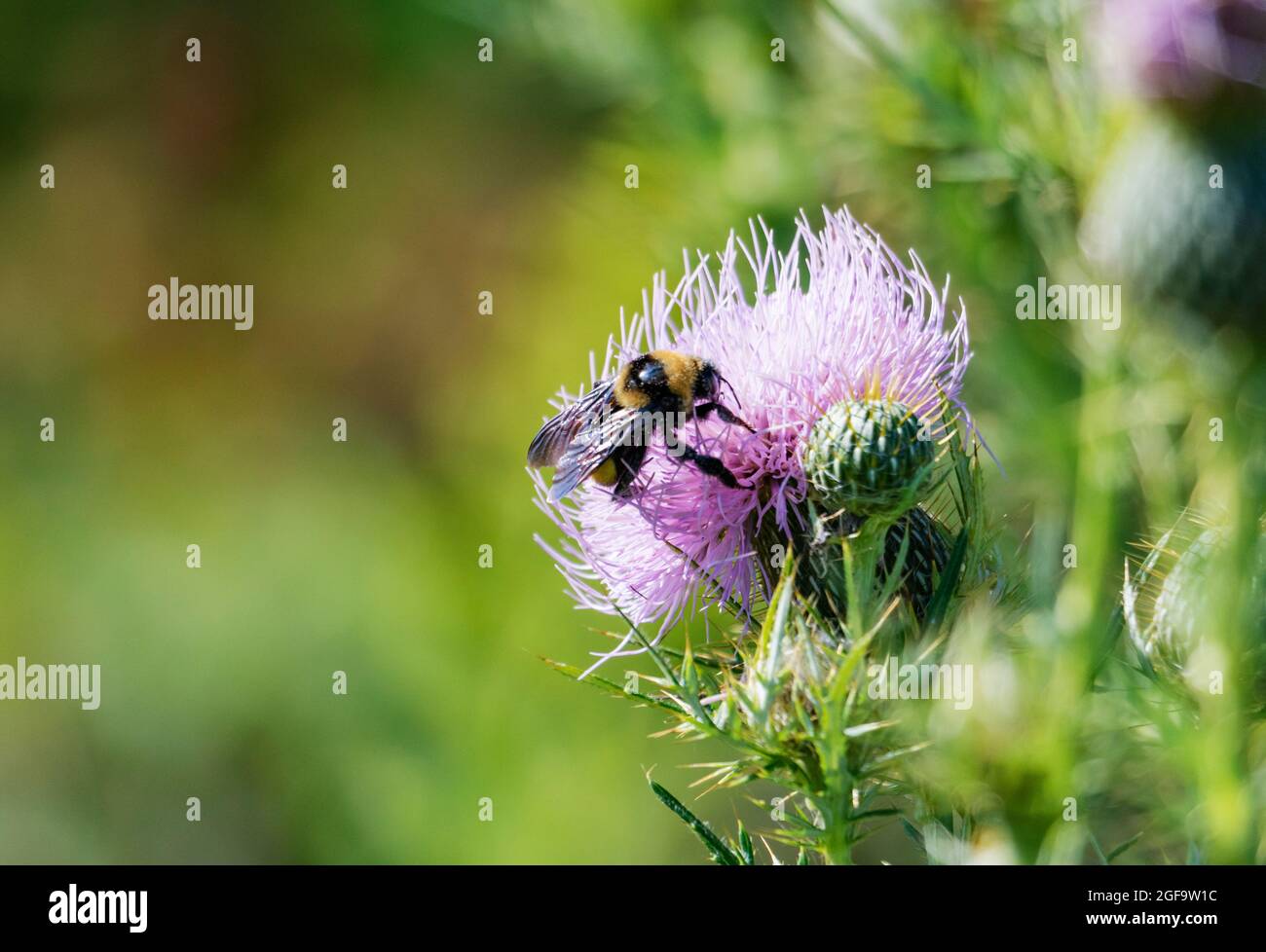 Eine Nahaufnahme einer Distelblüte mit einer Biene Stockfoto