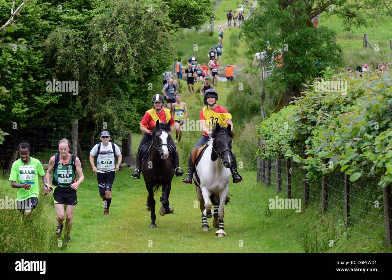 Whole Earth man gegen Horse Endurance Race 2014, Llanwrtyd Wells, Powys. Läufer treten bei einem 22 Meilen langen Cross Country-Event gegen Pferde an. Pic Sam Bagnall Stockfoto