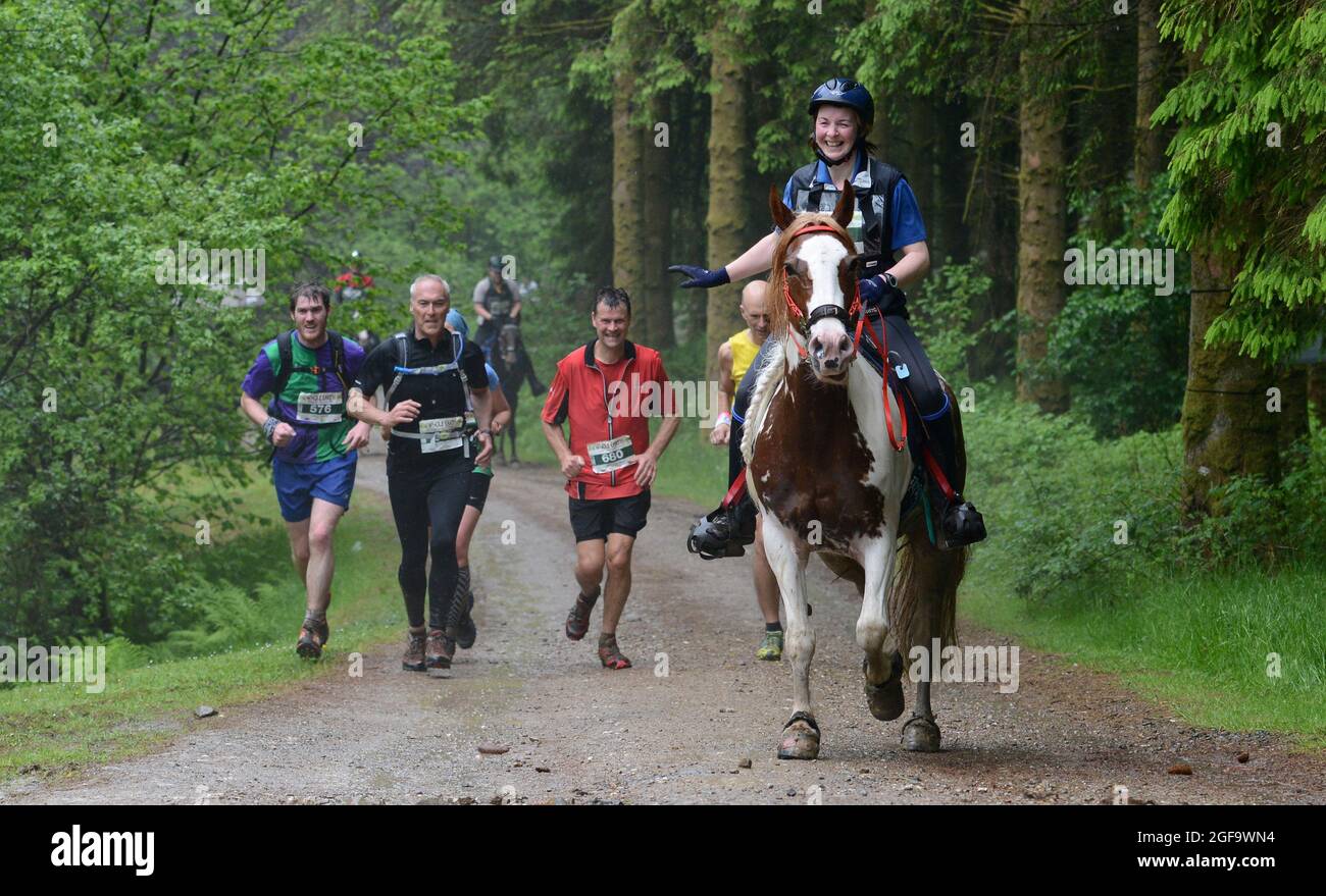 Whole Earth man gegen Horse Endurance Race 2015, Llanwrtyd Wells, Powys. Läufer treten bei einem 22 Meilen langen Cross Country Event Pic Sam Bagnall gegen Pferde an Stockfoto