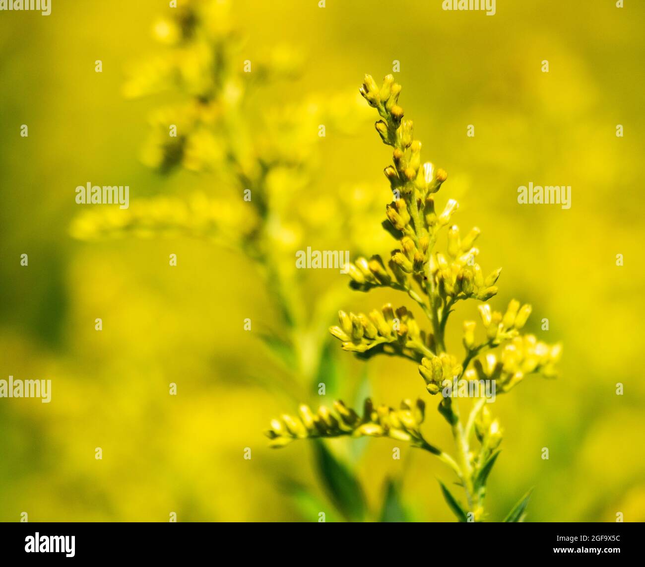 Golden Rod mit zusätzlicher Unschärfe im Hintergrund. Platz nach links kopieren. Stockfoto