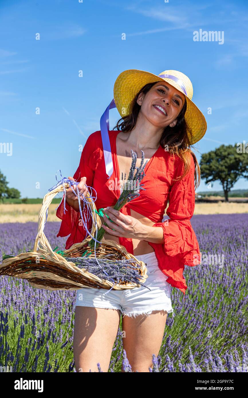 Eine junge lächelnde Frau mit einem Korb, der Lavendel auf einem blühenden Feld sammelt. Naturtourismus und Konzept des Wohlbefindens und der Liebe zur Umwelt. Stockfoto