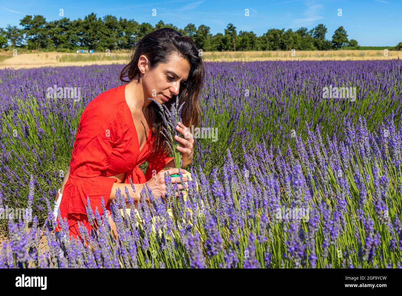 Junge Frau sammelt Lavendelblüten auf einem blühenden Feld und riecht ihr köstliches Parfüm. Konzept der Entspannung und des Wohlbefindens in der Natur. Stockfoto