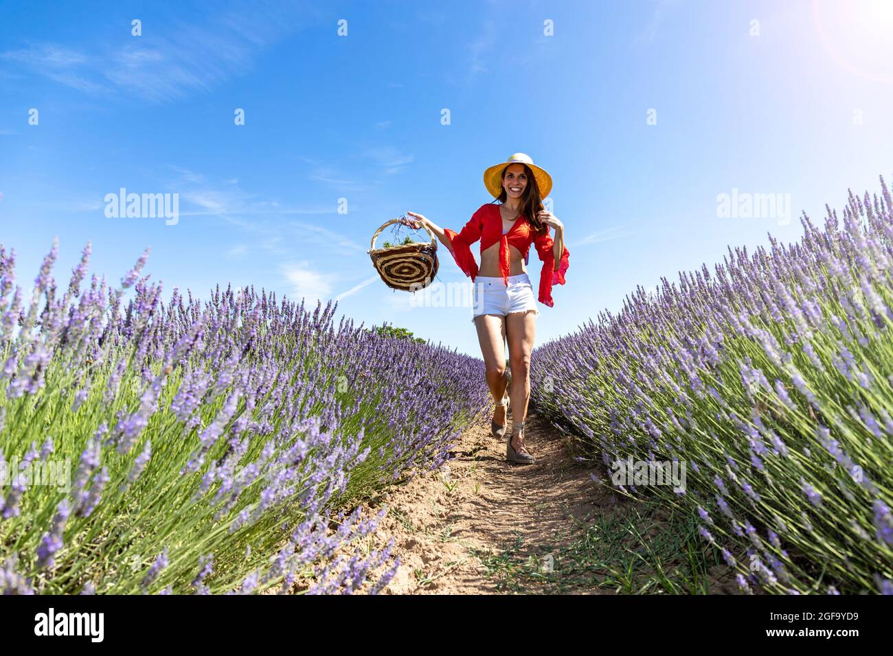 Eine glückliche junge Frau, die auf einem Lavendelfeld mit einem Korb in der Hand geht. Sie trägt eine rote Bluse, weiße Shorts und einen Strohhut. Konzept der Liebe Stockfoto