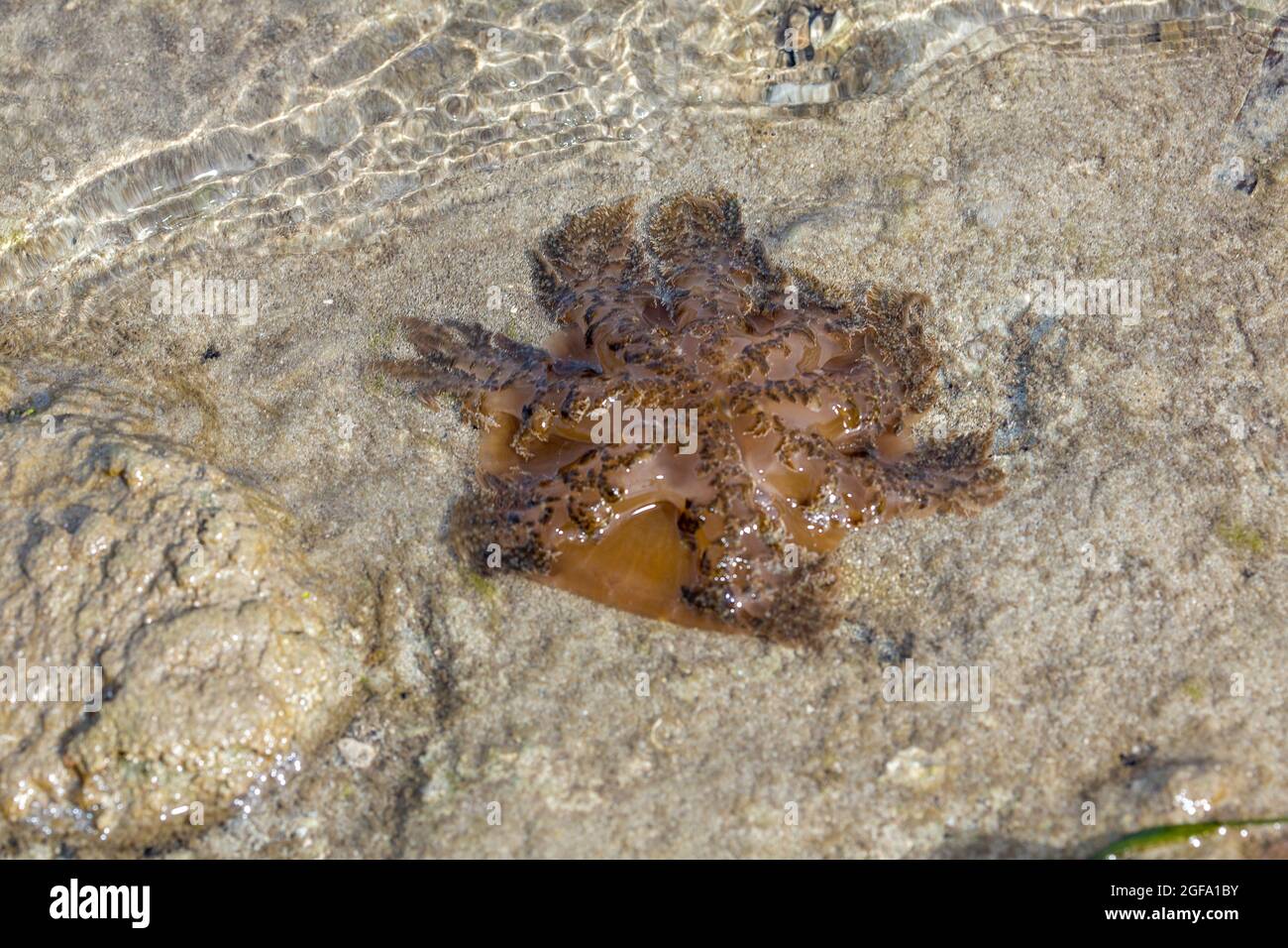 Diese Qualle, Cassiopea medusae, wurde bei Flut an Land gespült und wird wahrscheinlich umkommen, sobald der Ozean zurückgeht, Yap, Mikronesien. Stockfoto