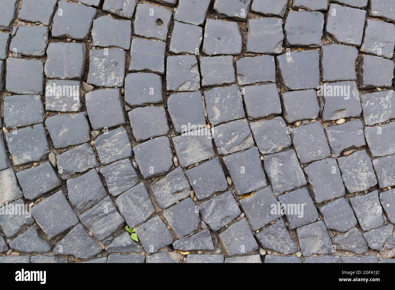 Alte graue Kopfsteinpflaster mit Kieselsteinen und Sprossen. Draufsicht. Horizontale Ausrichtung. Stockfoto