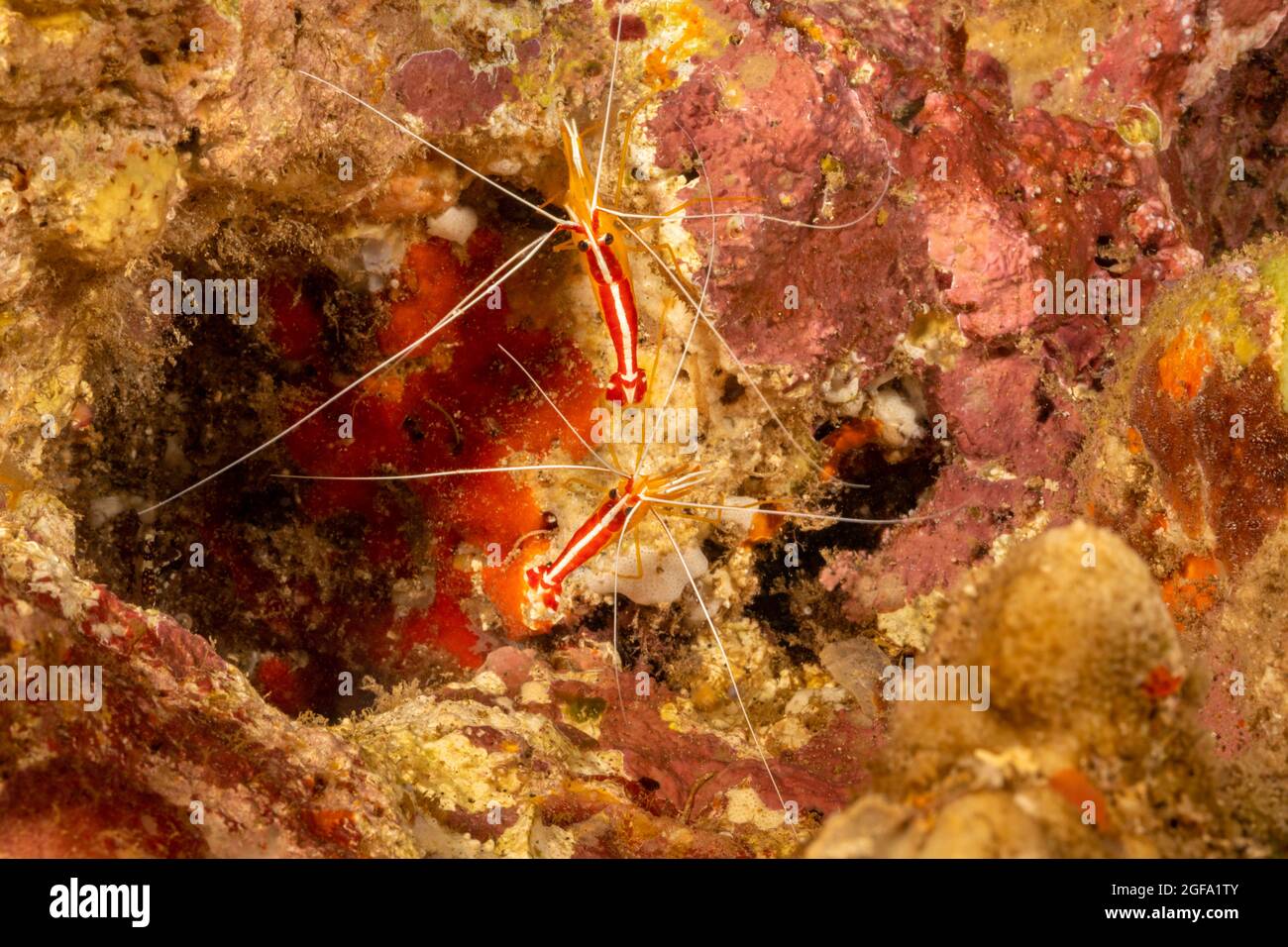 Ein genauer Blick auf eine scharlachrote Putzgarnele, Lysmata amboinensis, Hawaii. Stockfoto