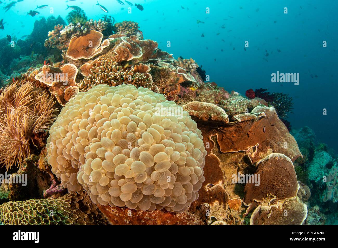 Bubble Coral, Plerogyra sinuosa, auf einem Riff auf den Philippinen. Dies ist eine große Polyp-Steinkoralle oder ein großer Polyp skleractinian. Stockfoto