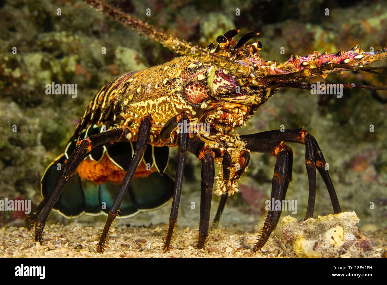 Dieser weibliche gebänderte stachelige Hummer, Panulirus marginatus, ist eine endemische Art und trägt einen Schwanz voller Eier, Hawaii. Stockfoto