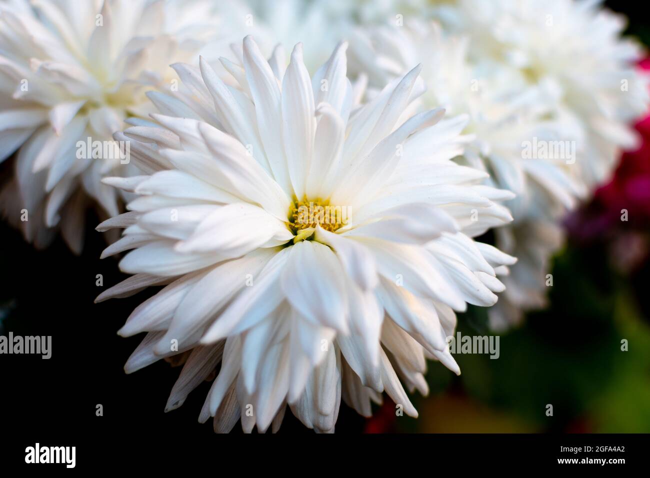 Nahaufnahme von weißen porzellanasterblumen Stockfoto