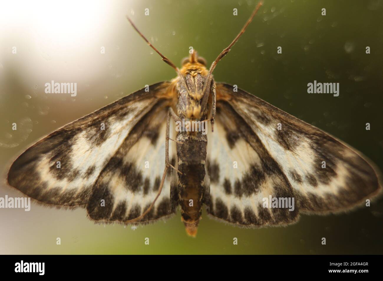 Motte - extrem detailreiche Nahaufnahme des Makros Stockfoto