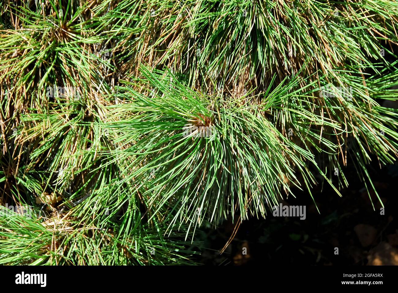 ponderosa-Kiefer, Stierkiefer, Blackjack-Kiefer, Western-Gelbkiefer, Gelb-Kiefer, Pinus ponderosa var. Scopulorum, amerikai sárgafenyő Stockfoto