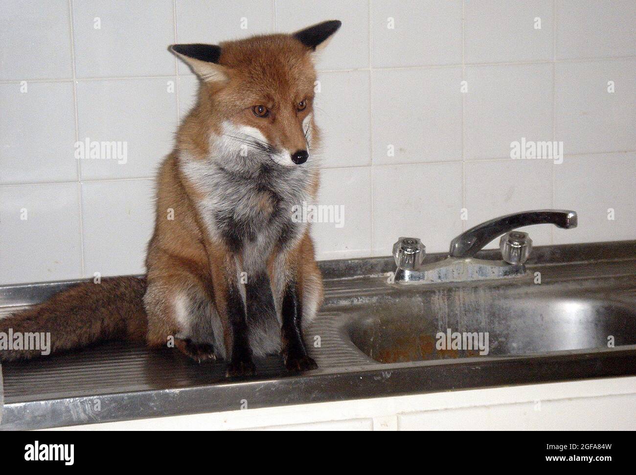 Die 6-jährige Fuchs Miss Snooks in der Küche ihrer Wohnung wurde von den gutherzigen Tierliebhabern Steve und Nola Edgington versorgt. PIC MIKE WALKER 2009 Stockfoto