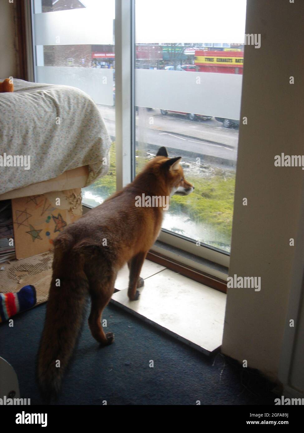 Die 6-jährige Fuchs Miss Snooks blickt aus dem Fenster ihrer Wohnung, die von den gutherzigen Tierliebhabern Steve und Nola Edgington bereitgestellt wird. PIC MIKE WALKER 2009 Stockfoto
