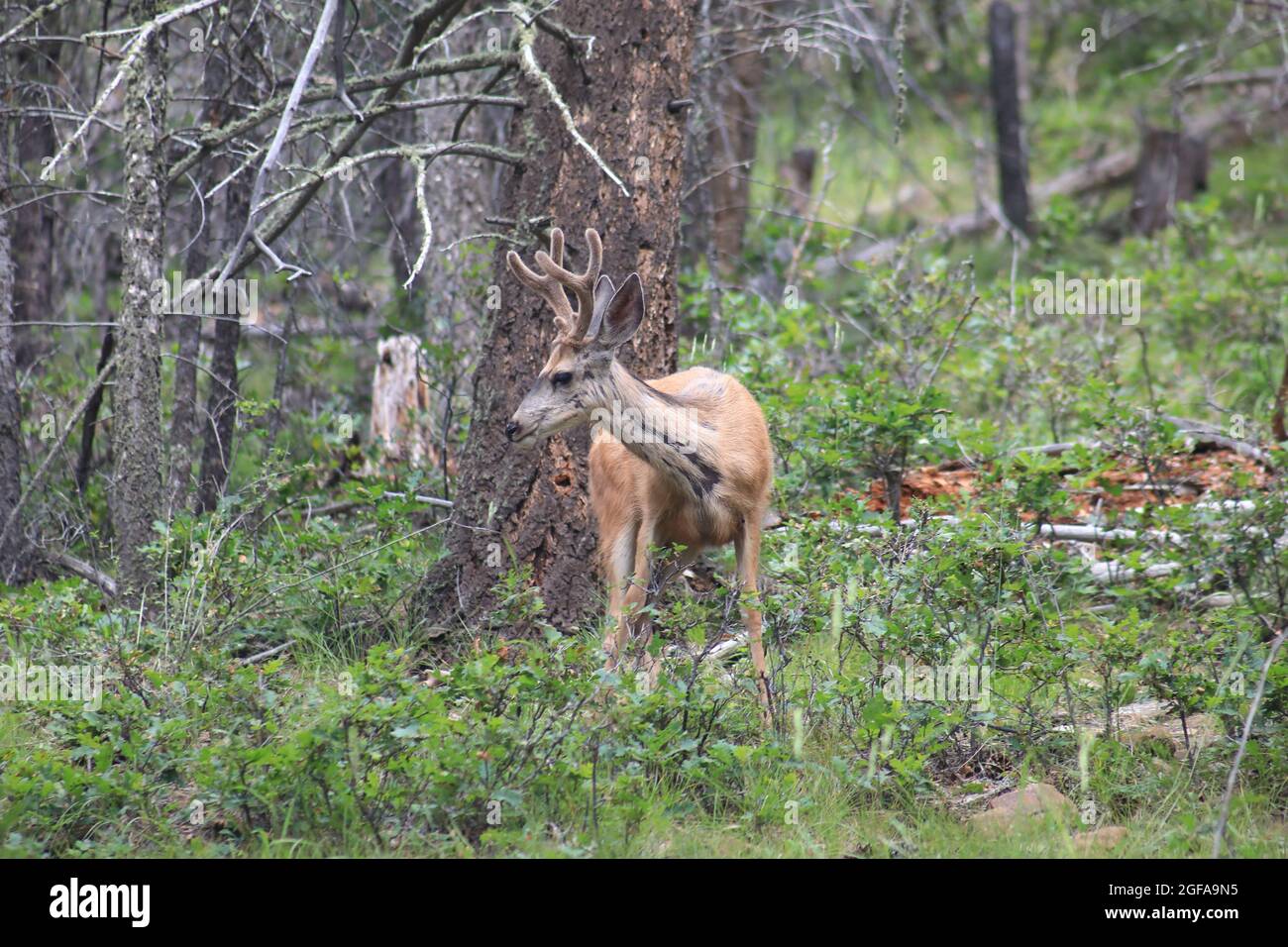 Rehe auf der Wiese Stockfoto