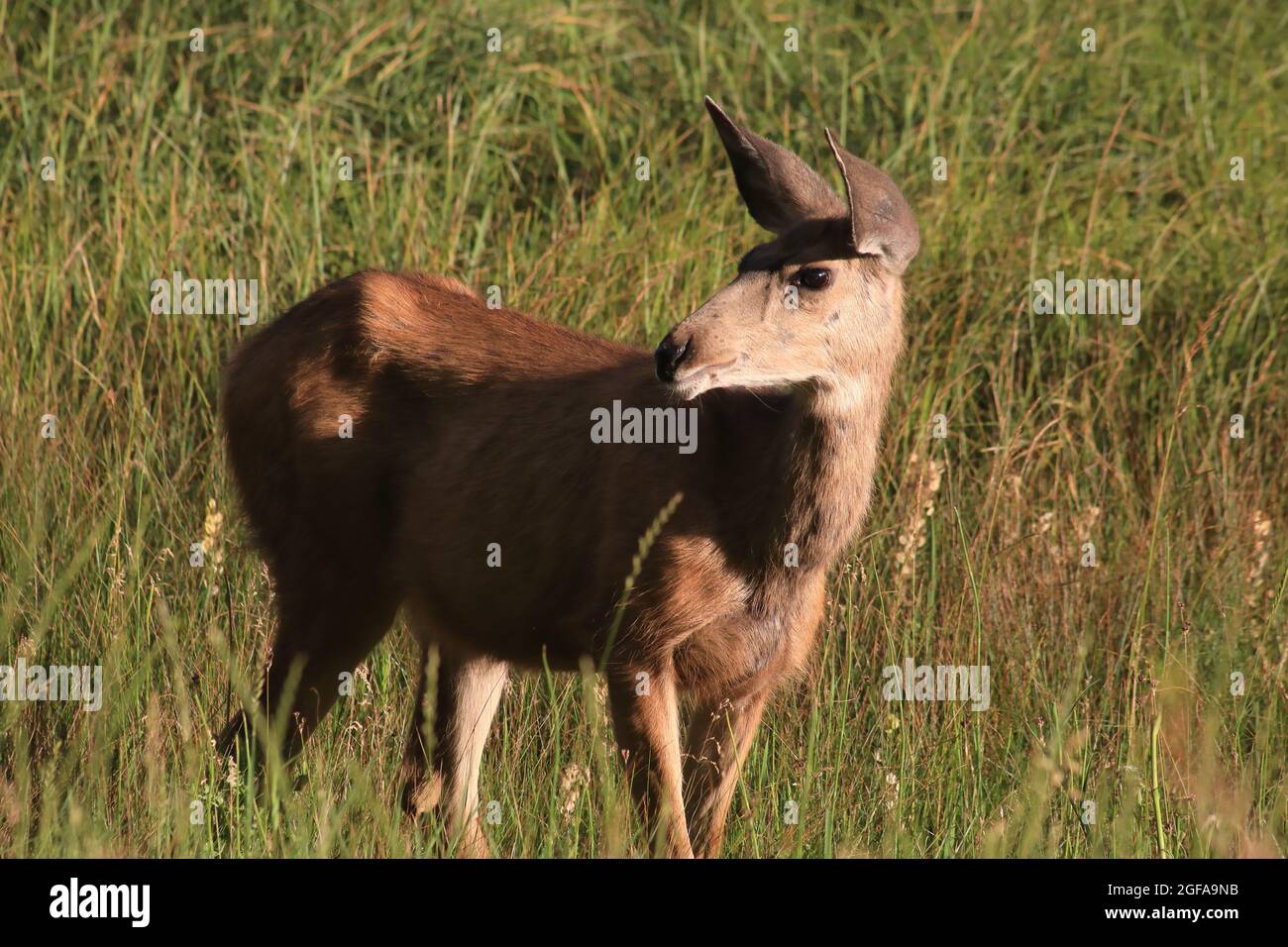 Rehe auf der Wiese Stockfoto