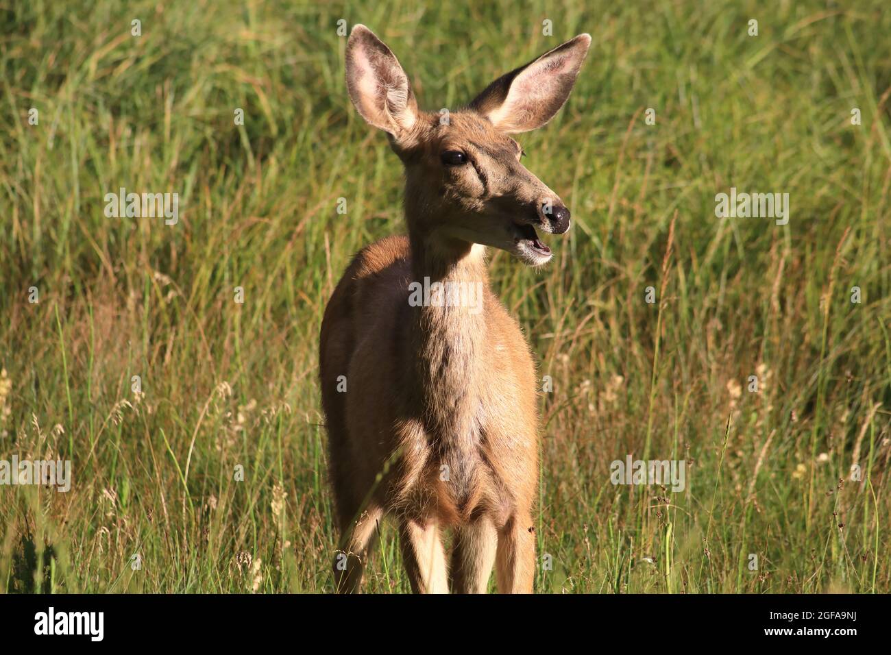 Rehe auf der Wiese Stockfoto