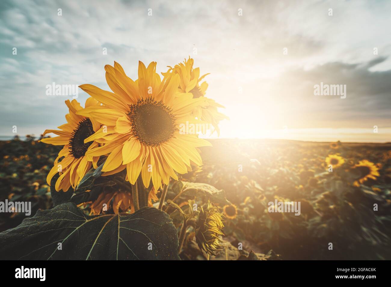 Sonnenblumen Feld bei Sonnenuntergang. Nahaufnahme von Sonnenblumen mit schönem Sommerabend Landschaft Hintergrund. Rhossili, Gower, Wales, Großbritannien. Stockfoto