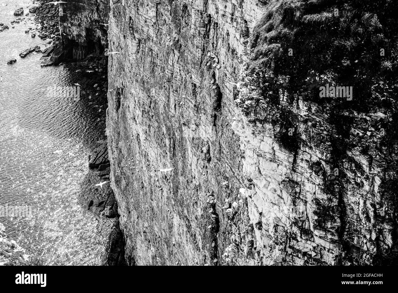 Landschaftsansicht der Klippe von Bempton Cliffs mit brütenden Vögeln, Gannet, Puffin, Kittiwake, Razorbill, Guillemot, Fulmar, Hering Möwe im brütenden Dickdarm Stockfoto