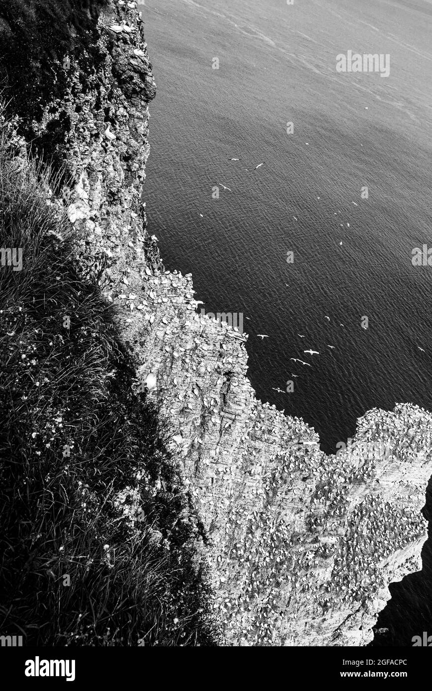 Landschaftsansicht der Klippe von Bempton Cliffs mit brütenden Vögeln, Gannet, Puffin, Kittiwake, Razorbill, Guillemot, Fulmar, Hering Möwe im brütenden Dickdarm Stockfoto