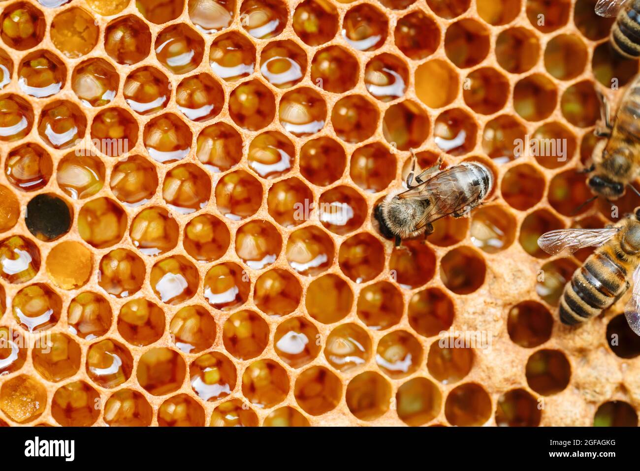 Makro-Foto von arbeitenden Bienen auf Waben. Imkerei und Honigproduktion Bild Stockfoto