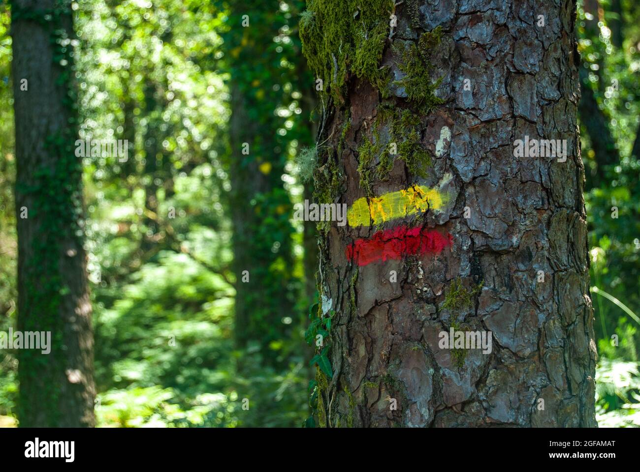 Rot-gelbes Touristenschild auf einem Baum, der einen Wanderweg in einer wunderschönen Waldlandschaft markiert Stockfoto