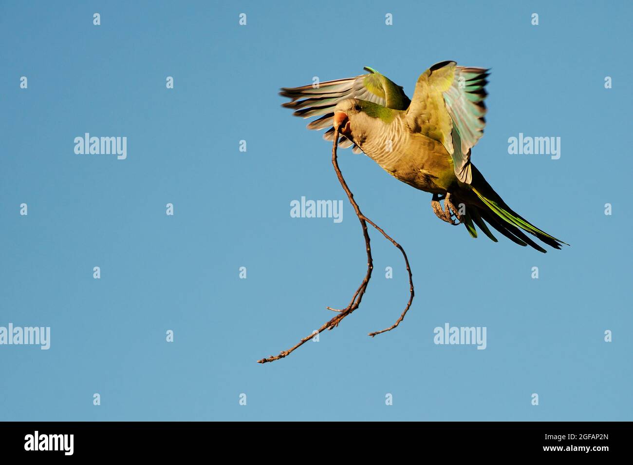 Mönchssittich im Flug mit Nistmaterial Stockfoto