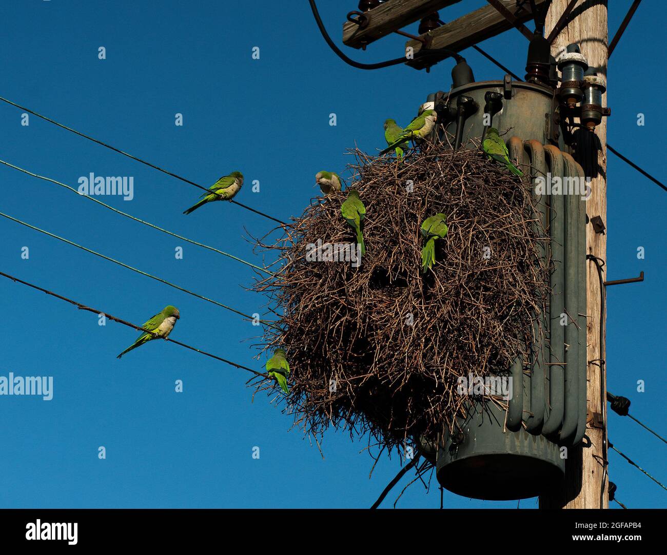 Mönchssittiche brüten in einem städtischen Lebensraum Stockfoto