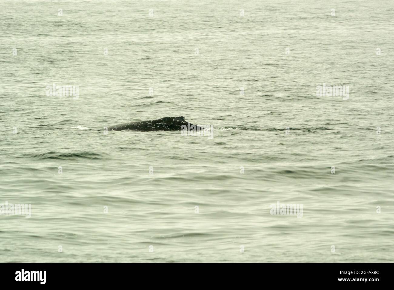 Buckel eines wilden Buckelwals, der im August in Monterey Bay, Kalifornien, im Pazifik schwimmt. Bewölktes Wetter, grauer Himmel und Meer. Stockfoto
