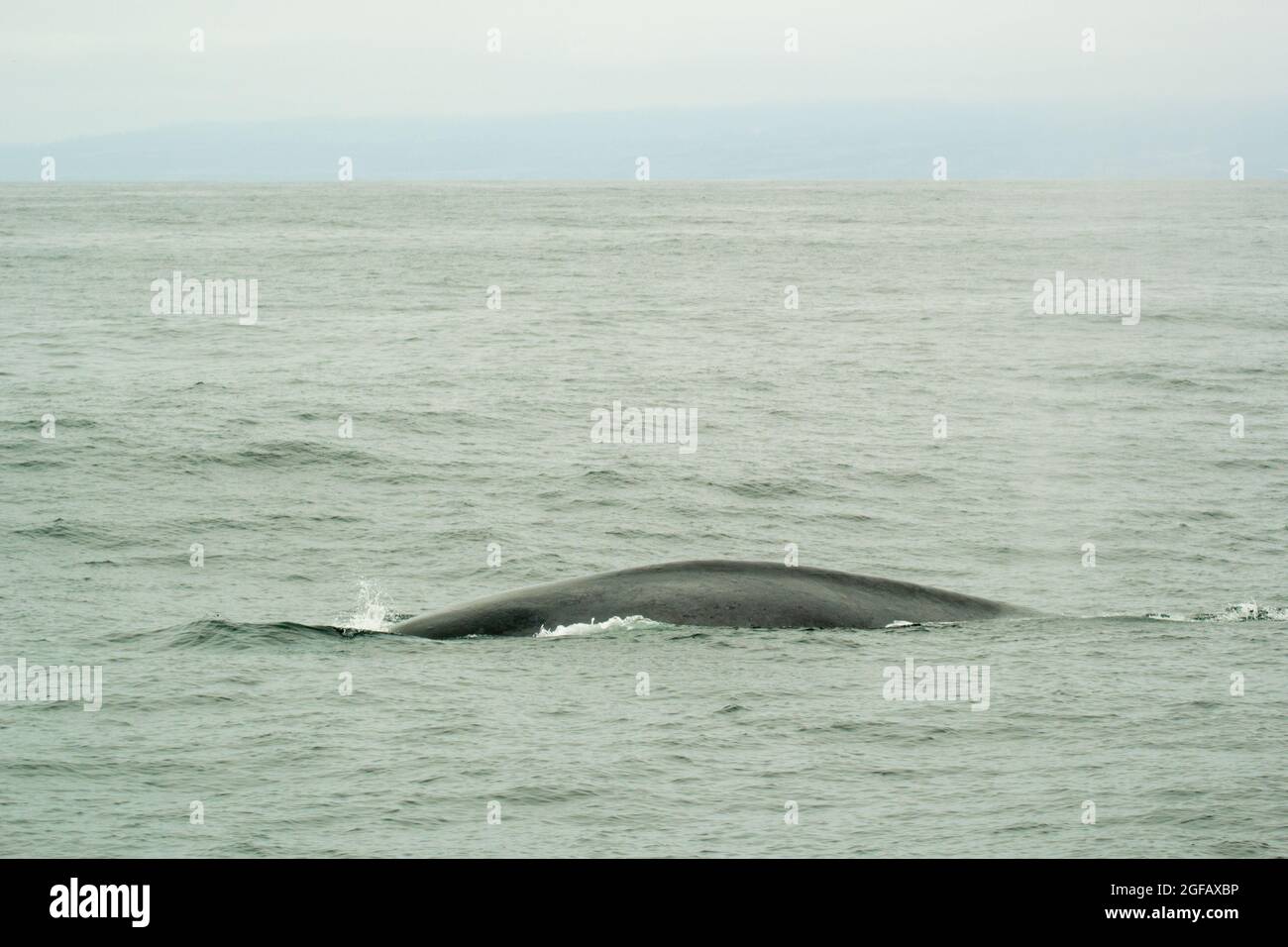 Buckel eines wilden Buckelwals, der im August in Monterey Bay, Kalifornien, im Pazifik schwimmt. Bewölktes Wetter, grauer Himmel und Meer. Stockfoto