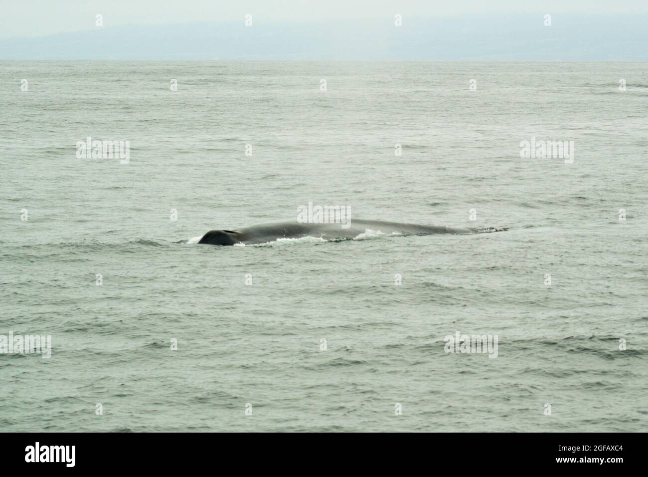 Buckel eines wilden Buckelwals, der im August in Monterey Bay, Kalifornien, im Pazifik schwimmt. Bewölktes Wetter, grauer Himmel und Meer. Stockfoto