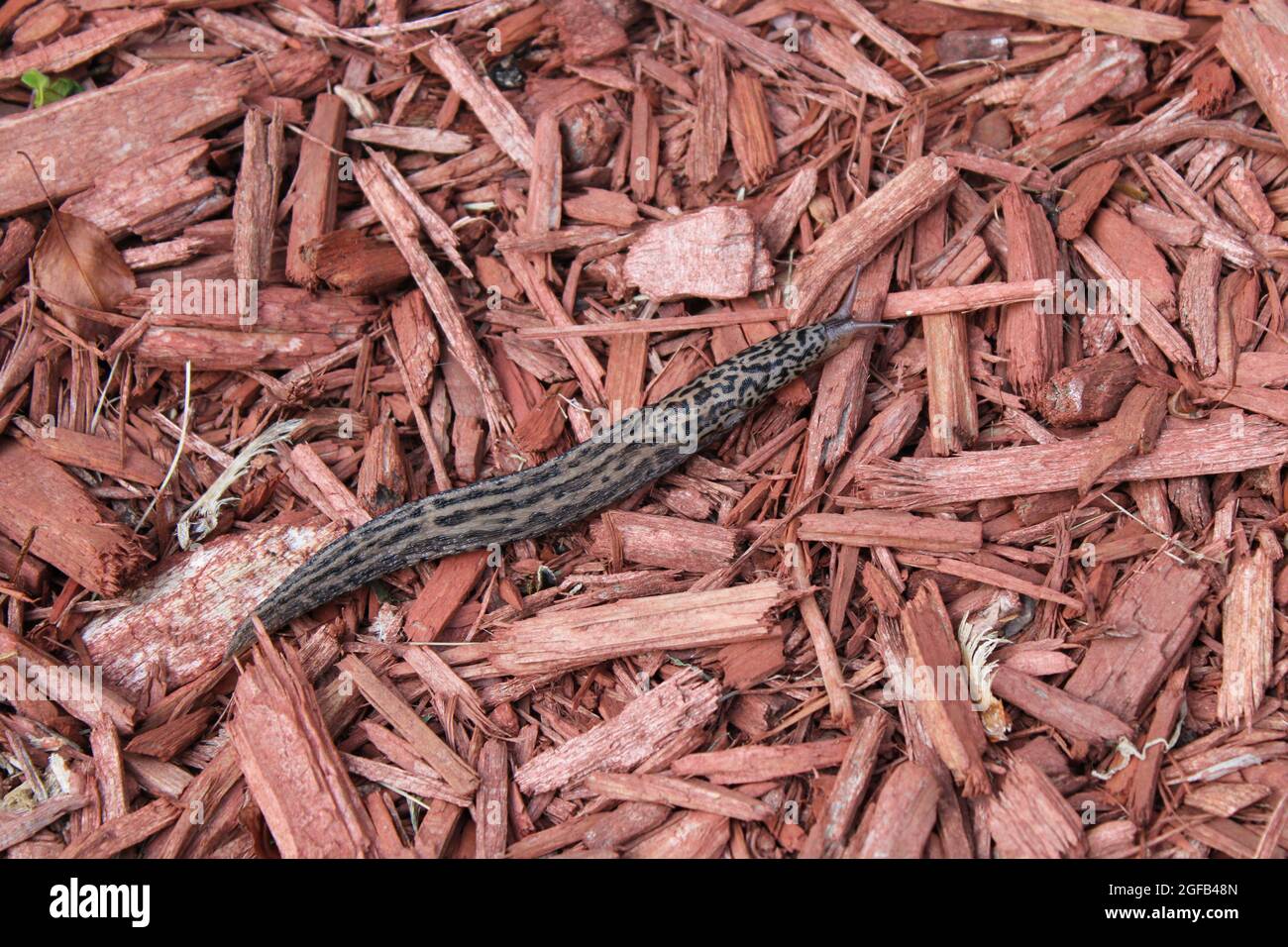 Eine große Leopardslug auf Red Mulch Stockfoto