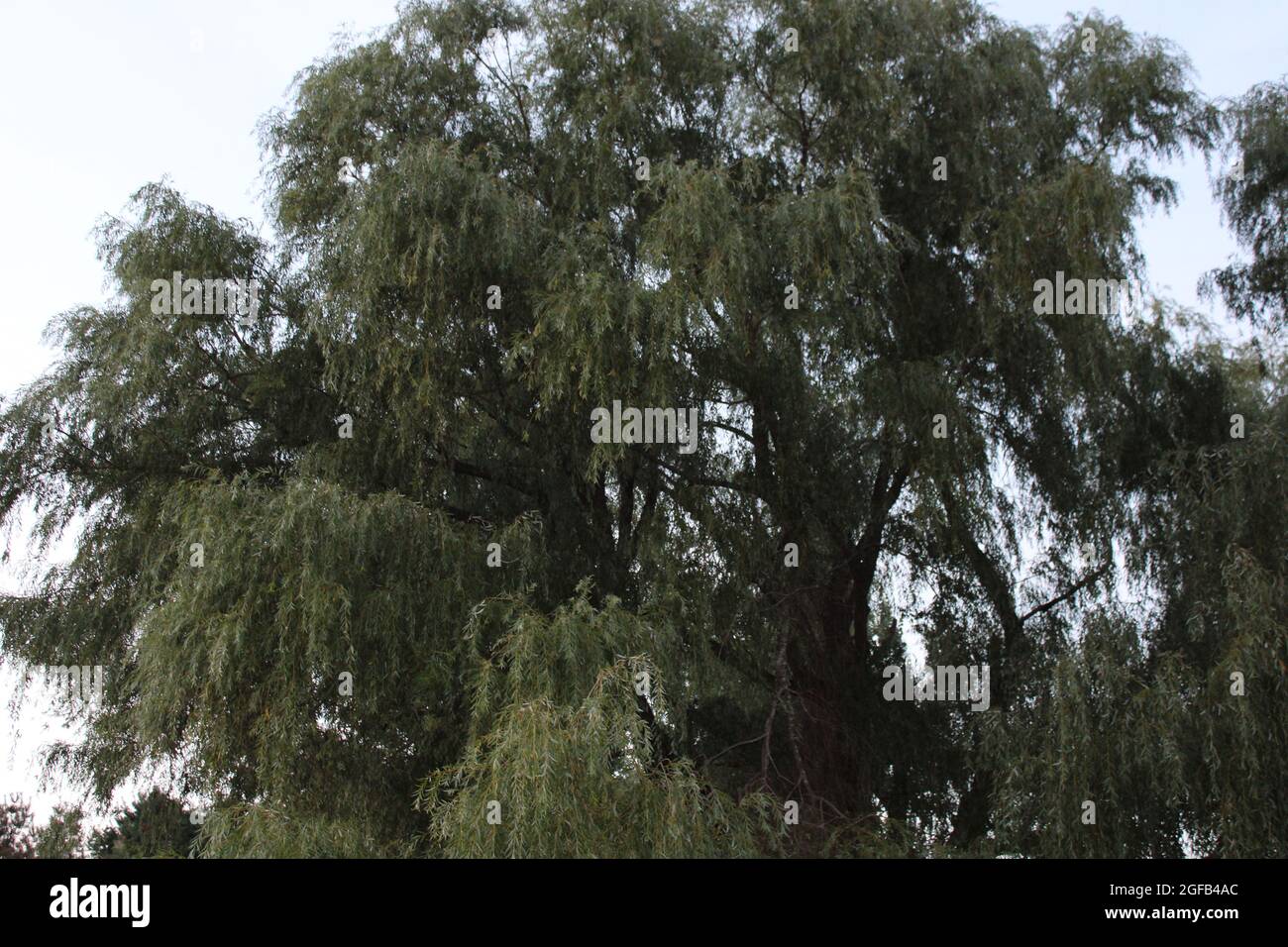 Das Laub eines großen Weidenbaums im Sommer Stockfoto