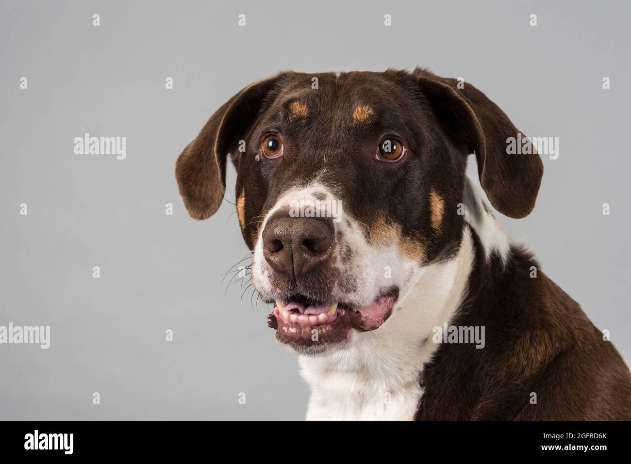 Porträt eines Hundes vor grauem Studiohintergrund. Stockfoto