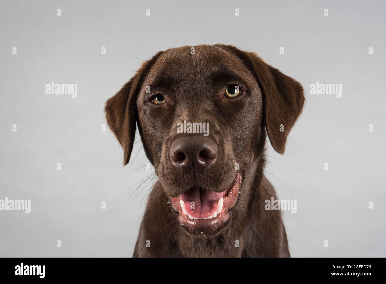 Porträt einer weiblichen Schokolade labrador Welpe 5.5 Monate alt Schuss vor grauem Studiohintergrund. Stockfoto