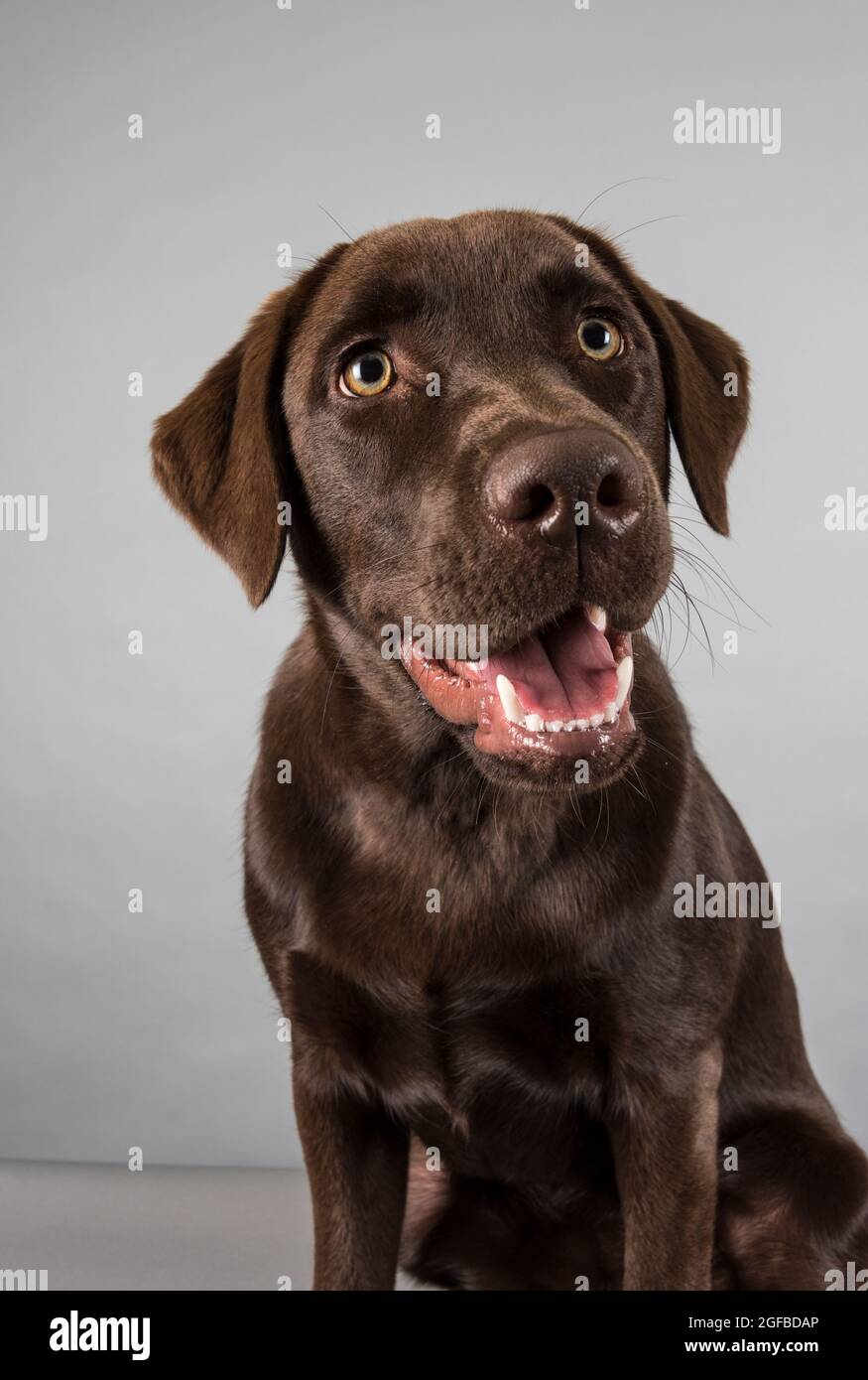 Porträt einer weiblichen Schokolade labrador Welpe 5.5 Monate alt Schuss vor grauem Studiohintergrund. Stockfoto