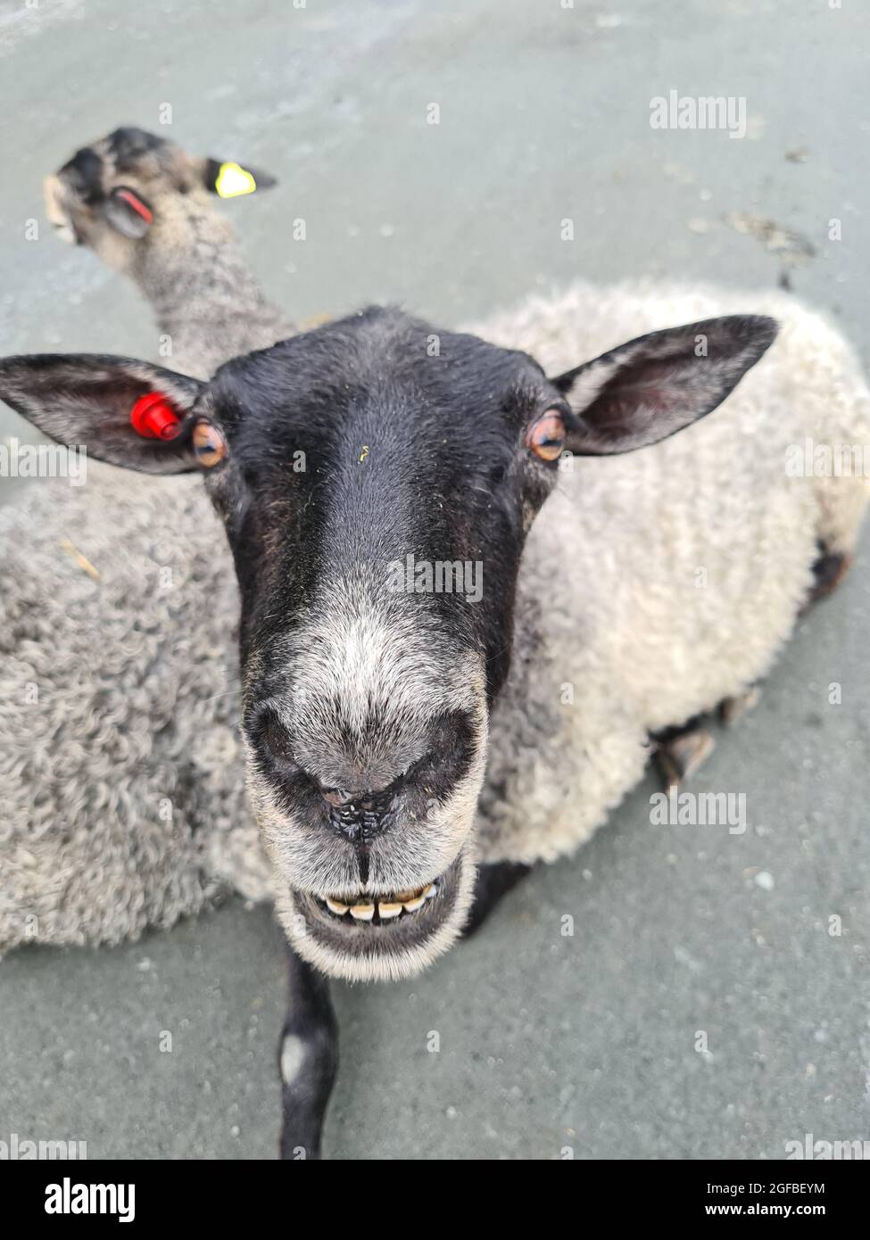 Schafe starren auf die Kamera Stockfoto