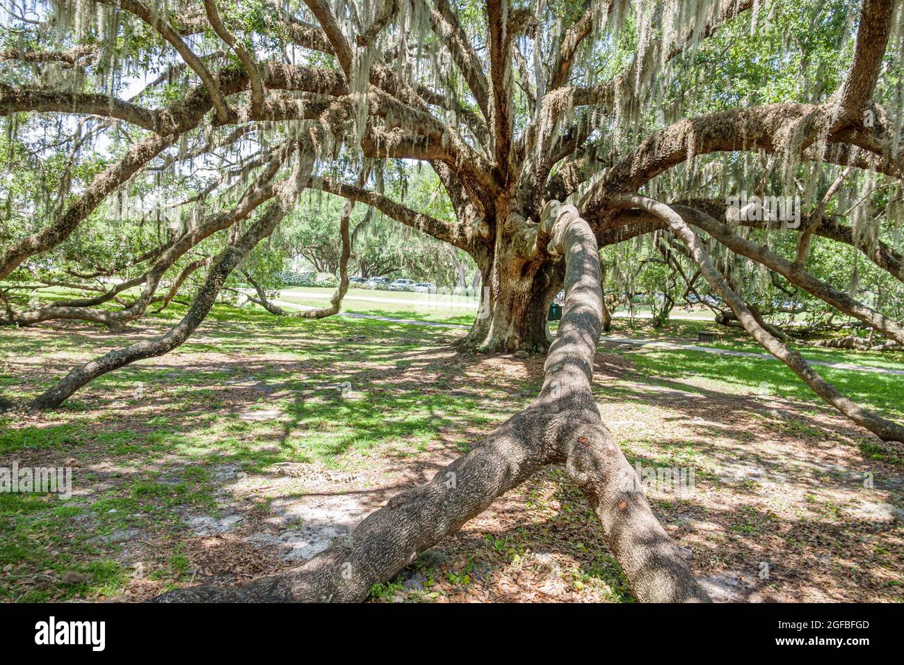 Orlando Florida Mennello Museum of Art, der Bürgermeister leben Eiche bedeutenden alten Baum spanischen Moos, Stockfoto