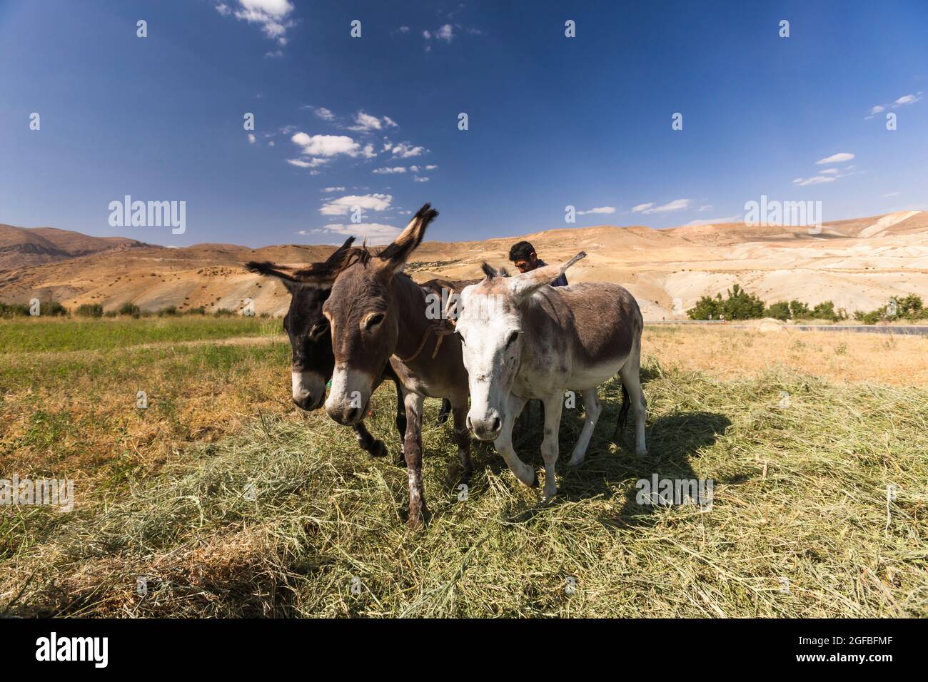 Esel, der auf dem Agrarfeld auf dem Hochland, im Zagros-Gebirge, in Kharestan Sofla, in der Fars-Provinz, im Iran, Persien, Westasien, Asien Stockfoto