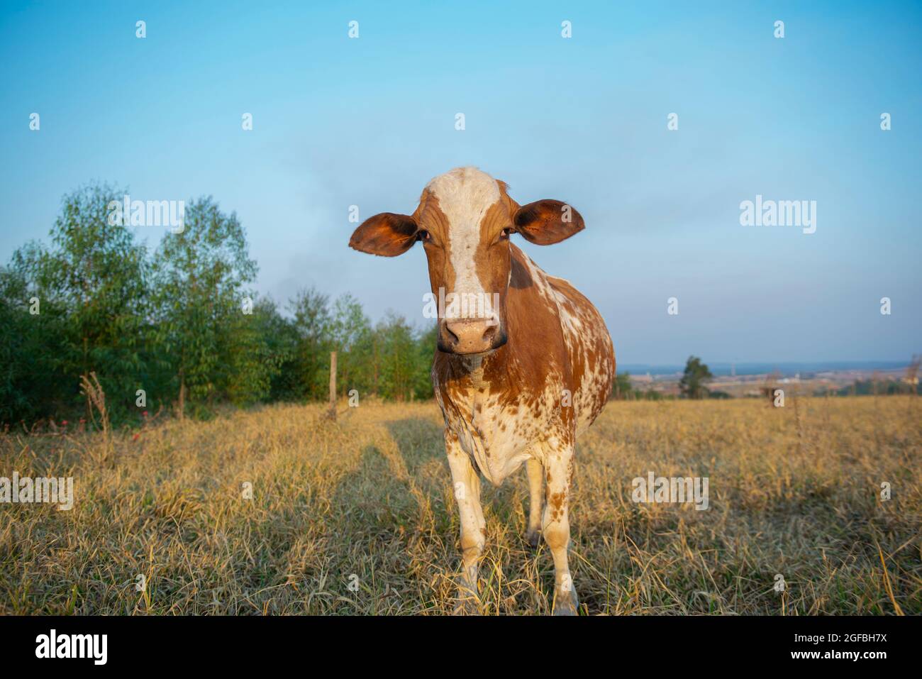 Vorderansicht einer schönen braun-weiß gefleckten holländischen Kuh (Holstein-Friesian), die im Herbst in Brasilien unter blauem Himmel auf einer Wiese grast. Da Stockfoto