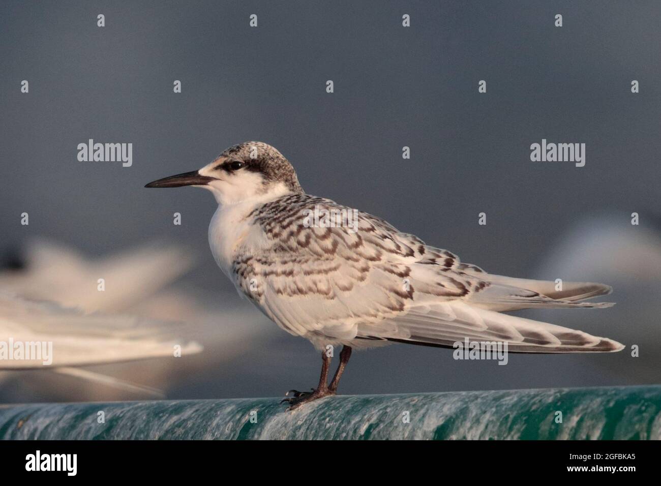 Roseat Tern, (Sterna dougallii), jugendlich, Seitenansicht, auf Boje liegend, MIRS Bay, Nordost Hongkong, China 24. August 2021 Stockfoto