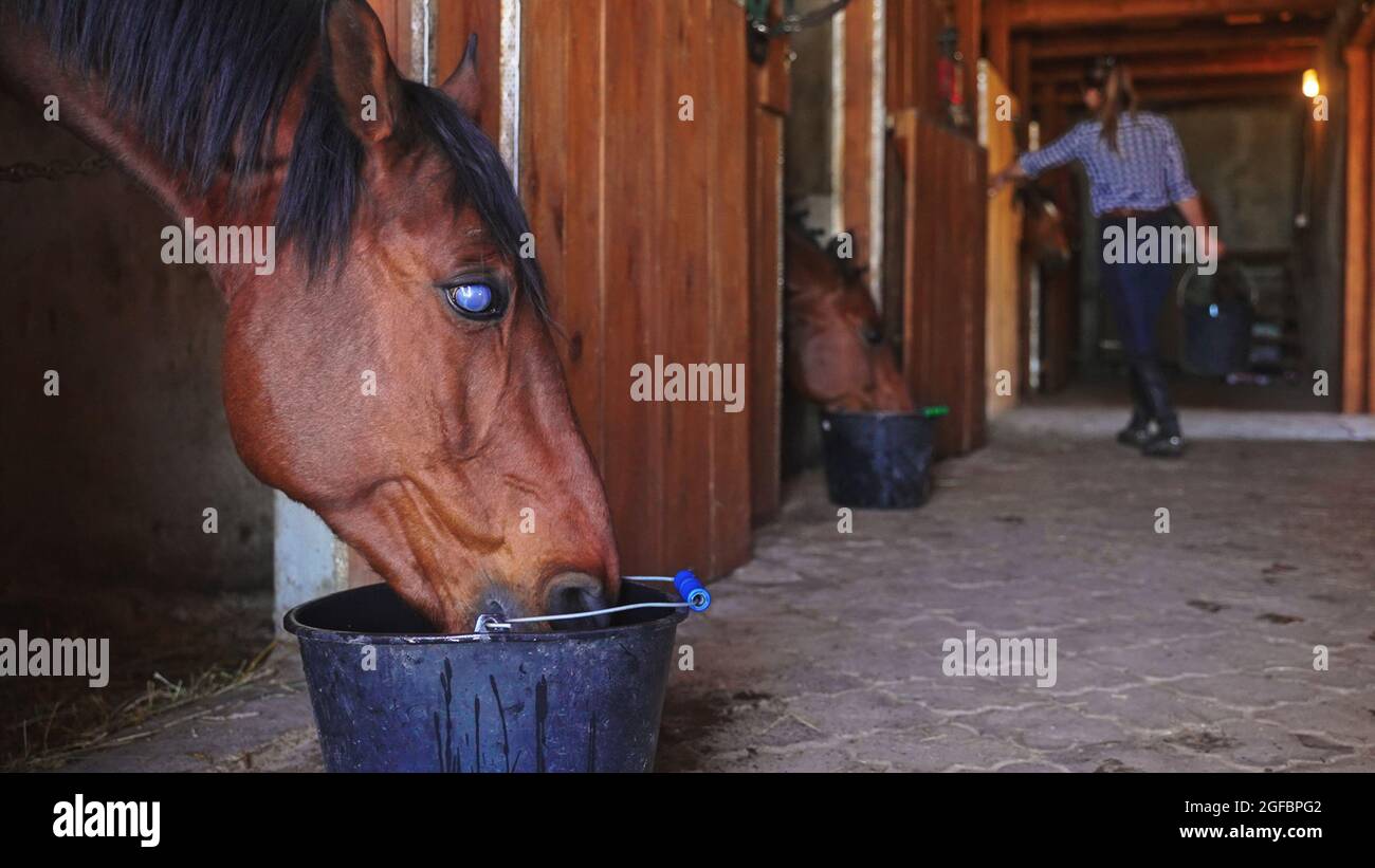 Ein schönes braunes Pferd mit einer schwarzen Mähne isst dunklen Kaffee in  der Scheune. Hochwertige Fotos Stockfotografie - Alamy